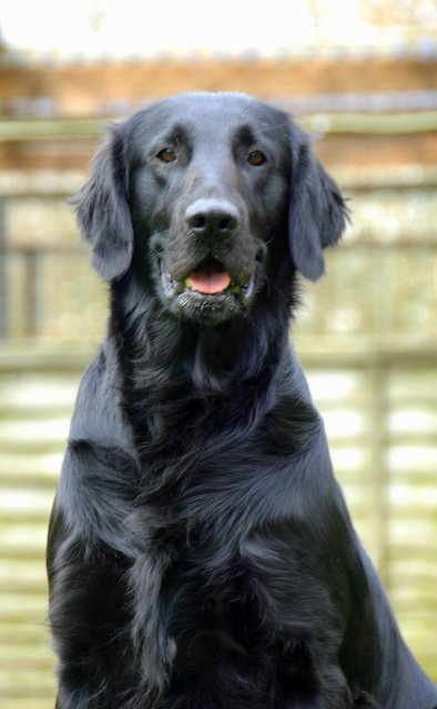 Herbie, a son of Hugo (Hugo My Boy At Torwood) & Lola (Torwood Black Chiffon), is still maturing and looks like becoming a much more elegant version of his father. Qualifying easily for Crufts, but only shown lightly he shows a lot of promise in both showing & working having gained his Stud Book Number at 2+ years. As with all our flatcoats, he is a well balanced person getting on with the older stud dogs and the dachshund stud dogs as well as the other animals on the premises.He like Athos switches between living in the house and kennel with ease. He mated his first bitch with no fuss and sired a lovely litter of all black pups, but we know he also carries the liver gene as the second litter included some lovely dark liver babies. He is now well established as an easy stud dog to use on difficult, but suitably bred bitches and very popular because of his great working ability and stunning good looks.  Hips 3 : 4  Eyes clear (PRA & HC 2012) also gonioscopy.  Stud Book Number gained at Driffield Championship Show.